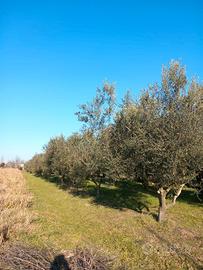 Uliveto a Staranzano