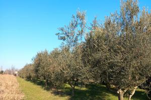 Uliveto a Staranzano