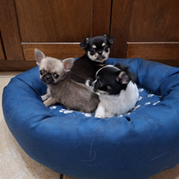 Cuccioli di chihuahua