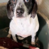 Aura 10 anni - cagnolina invisibile