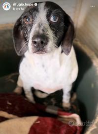 Aura 10 anni - cagnolina invisibile