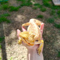 Draghi barbuti, pogone