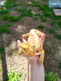 Draghi barbuti, pogone