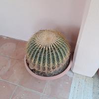 piante dette GRUSONI....(cuscino della suocera)