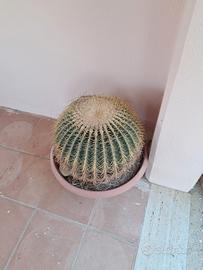 piante dette GRUSONI....(cuscino della suocera)