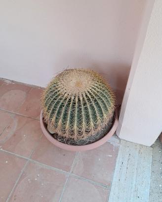 piante dette GRUSONI....(cuscino della suocera)