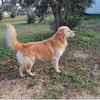 Argo . Golden Redriver. 6anni