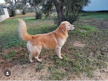 Argo . Golden Redriver. 6anni