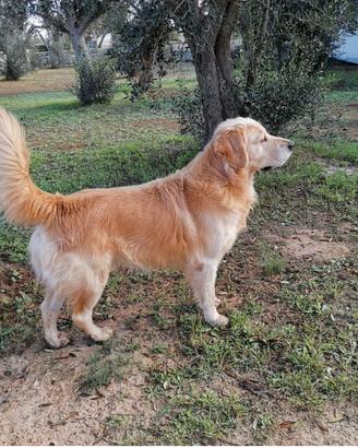 Argo . Golden Redriver. 6anni