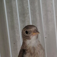 Cardellini tushii gola bianca