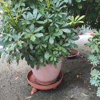 Schefflera pianta ombrello