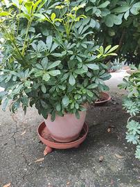 Schefflera pianta ombrello