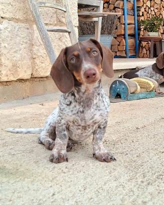 bassotto piebald cioccolato 