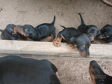 Cuccioli di bassotto