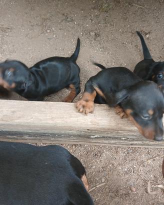 Cuccioli di bassotto