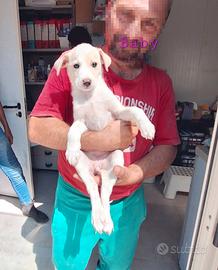 Baby vuole una casa