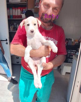 Baby vuole una casa