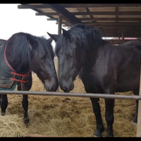 Femmina di cavallo murgese e puledri murgesi