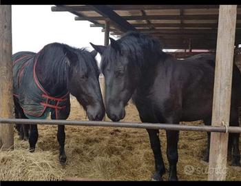 Femmina di cavallo murgese e puledri murgesi