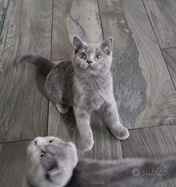 Scottish fold e Straight
