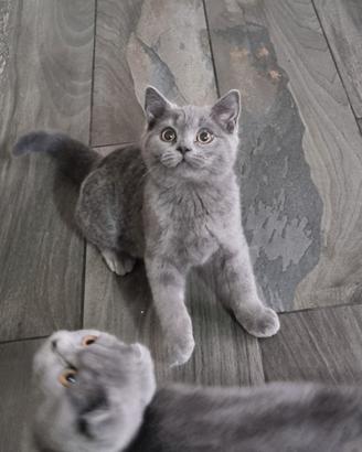 Scottish fold e Straight