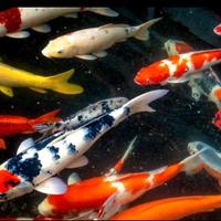 Carpe koi