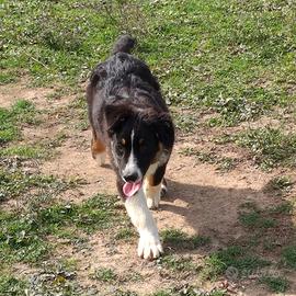 Australian shepherd
