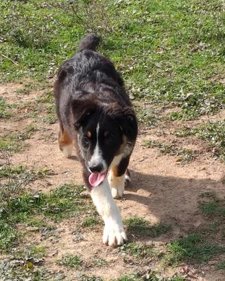 Australian shepherd