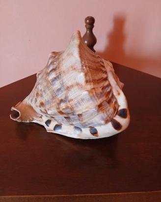 conchiglia vintage grande