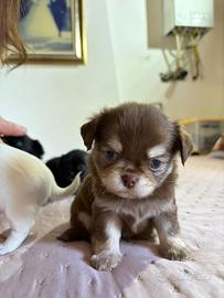 Chihuahua pelo lungo pedigree Enci