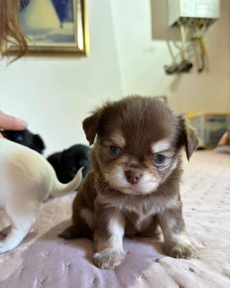 Chihuahua pelo lungo pedigree Enci