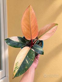 Philodendron red congo variegato mini