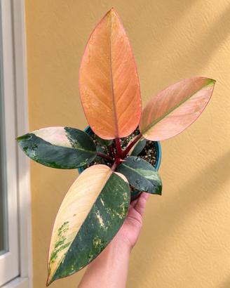 Philodendron red congo variegato mini