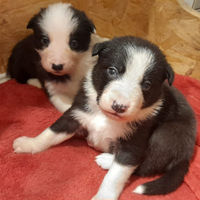 Border collie pedigree