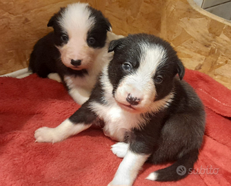 Border collie pedigree