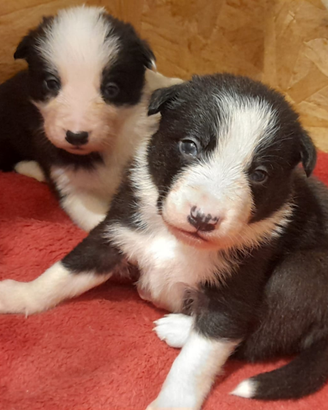 Border collie pedigree