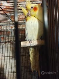 Calopsite vari colori