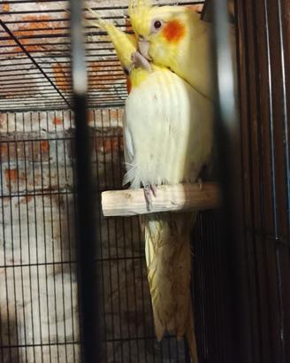 Calopsite vari colori