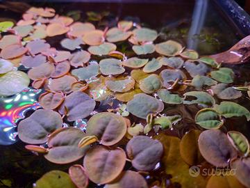 Phyllanthus fluitans pianta x acquario 