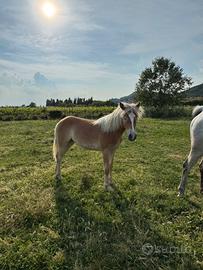 Puledra Haflinger