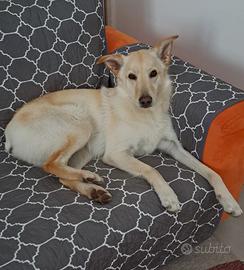 Simba non ha più una famiglia