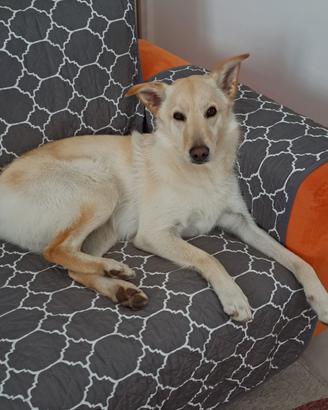 Simba non ha più una famiglia