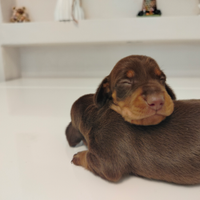 Cuccioli di bassotto cioccolato