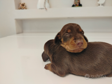 Cuccioli di bassotto cioccolato