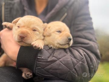 Cuccioli labrador miele puri
