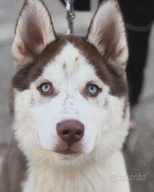 Cucciolo Husky siberian con pedigree