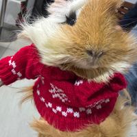 Cucciolo di porcellino d' India Maschio castrato