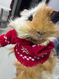 Cucciolo di porcellino d' India Maschio castrato