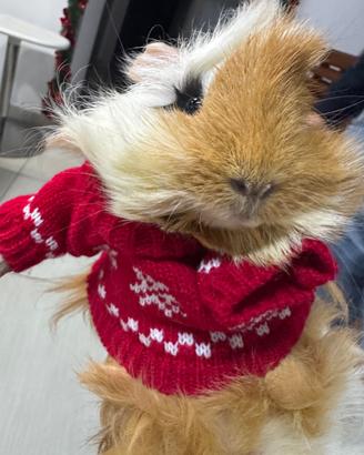 Cucciolo di porcellino d' India Maschio castrato