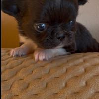 Chihuahua